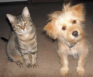 cat and dog